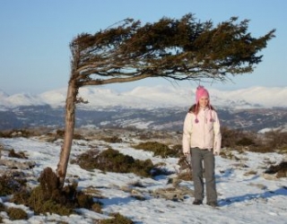  Un árbol de cerro en invierno 